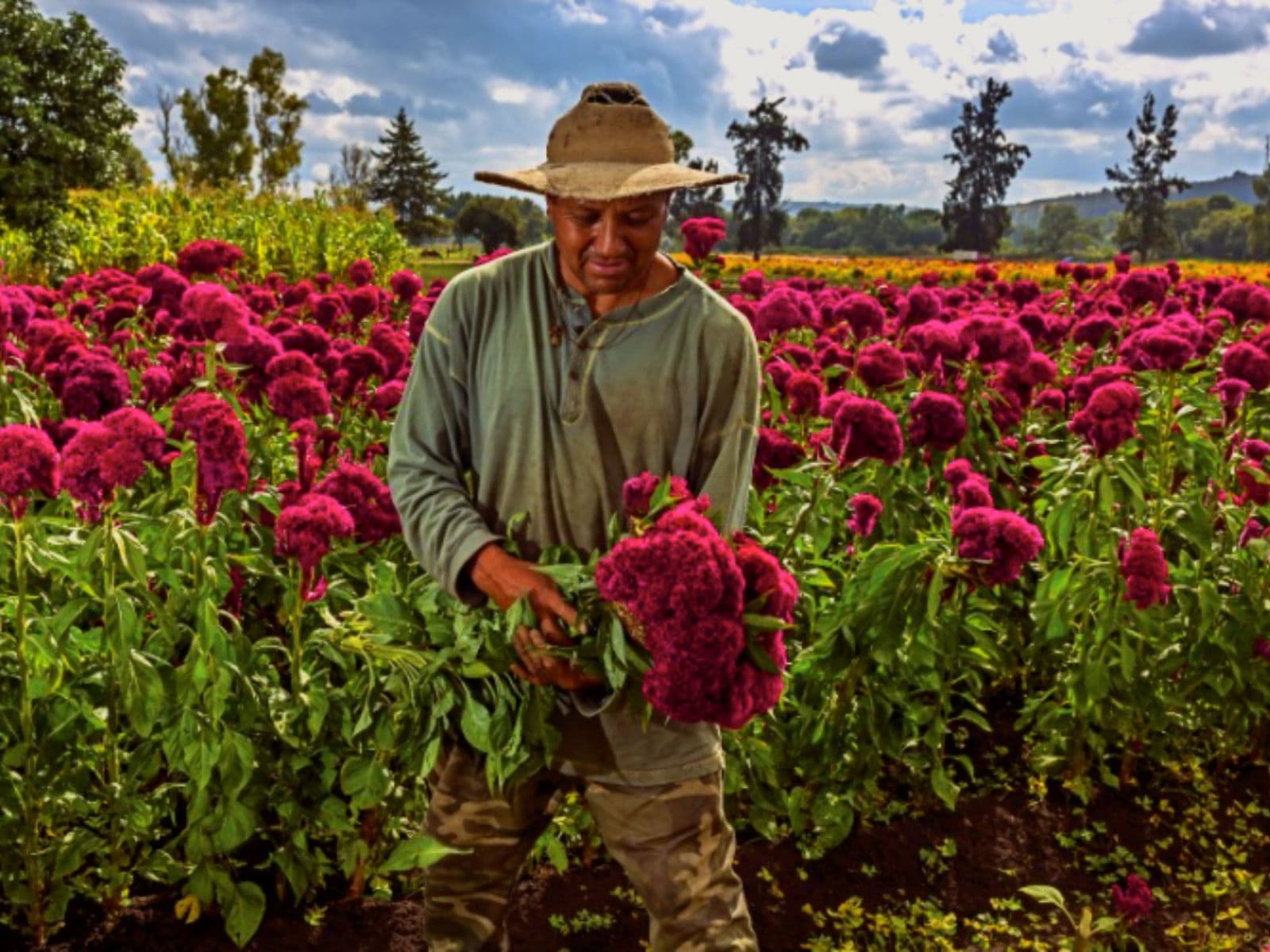 Huauchinango, Puebla: La Feria de la Flor y la Tradición Hortícola de la Sierra Norte
